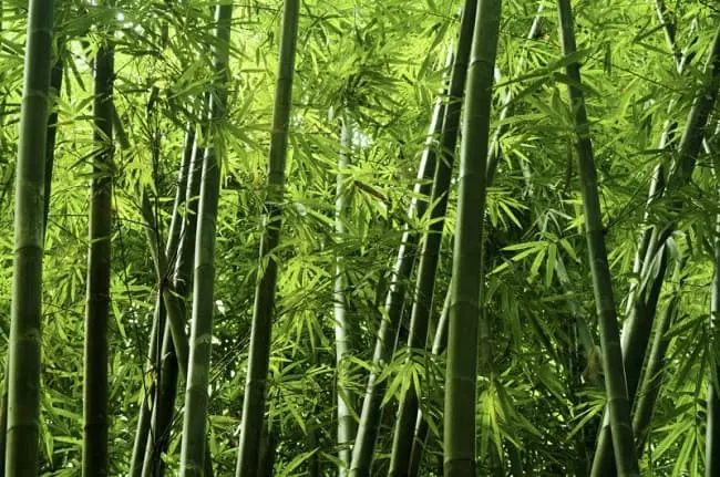 Nên đánh số mấy khi mơ thấy cây tre