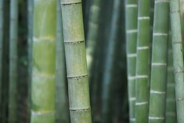 Mộng thấy cây tre xanh tươi