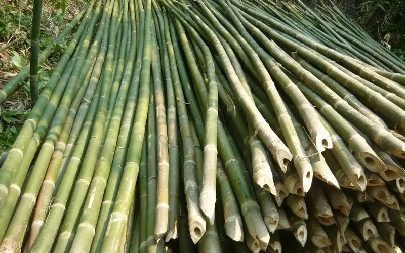 Nằm mơ thấy cây tre bị đổ