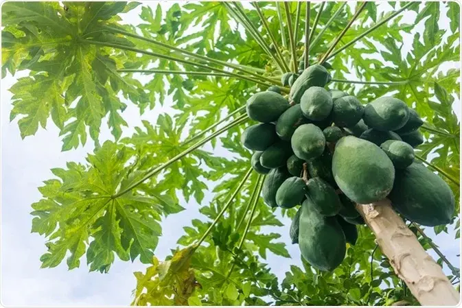 Mơ thấy trái đu đủ xanh