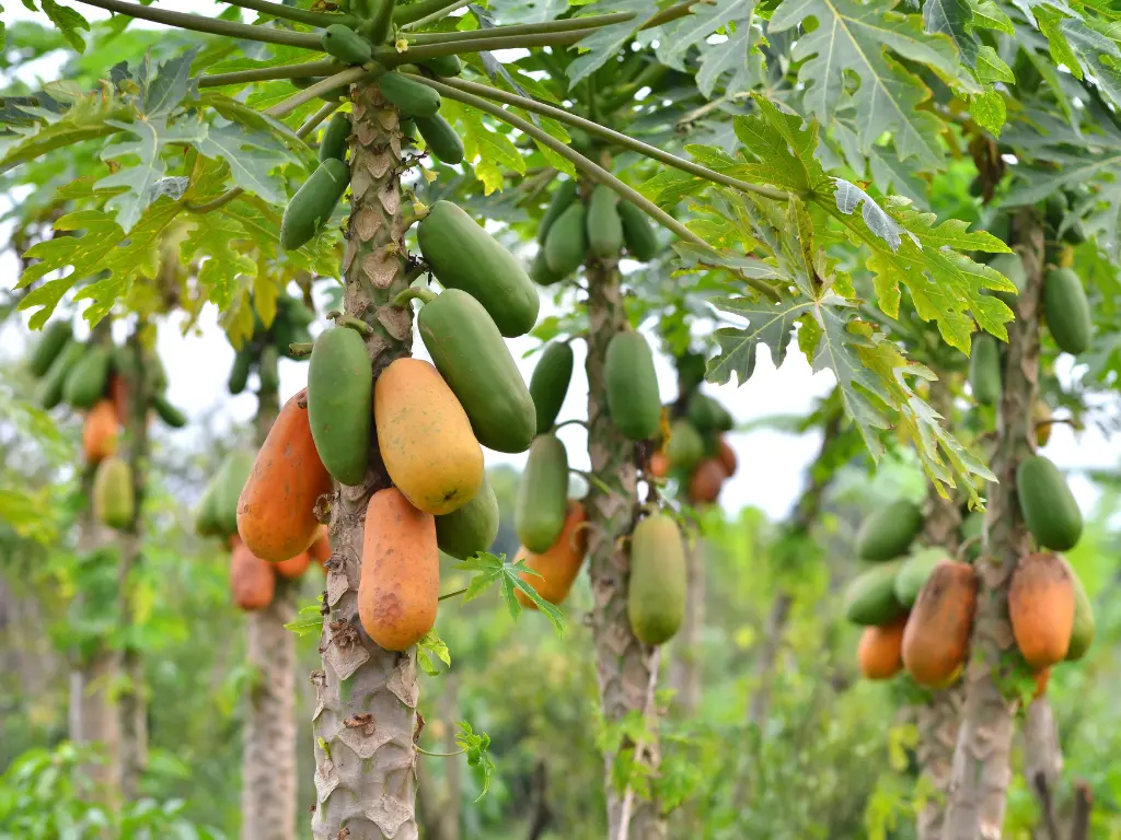 Mơ thấy trái đu đủ